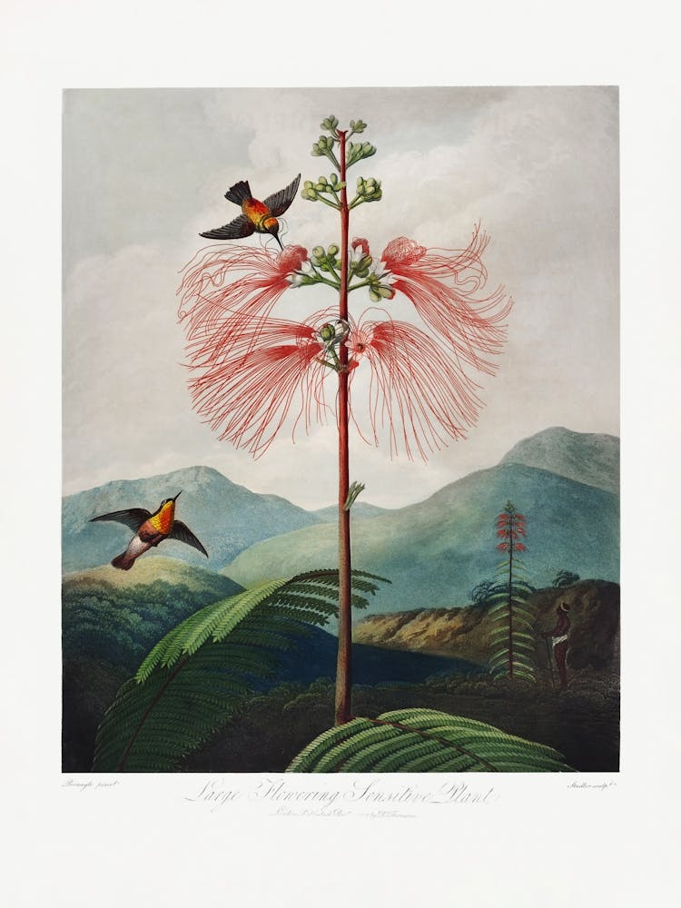 Vintage Botanical Temple Of Flora _2476826