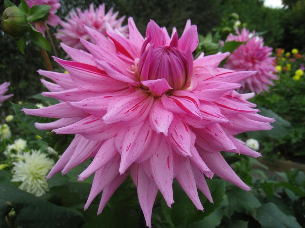 Dahlia