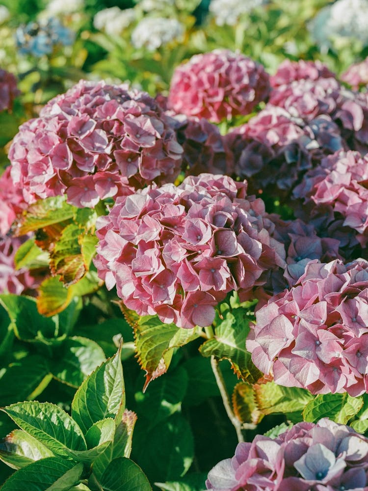 Cannon Beach Blooms III on Film