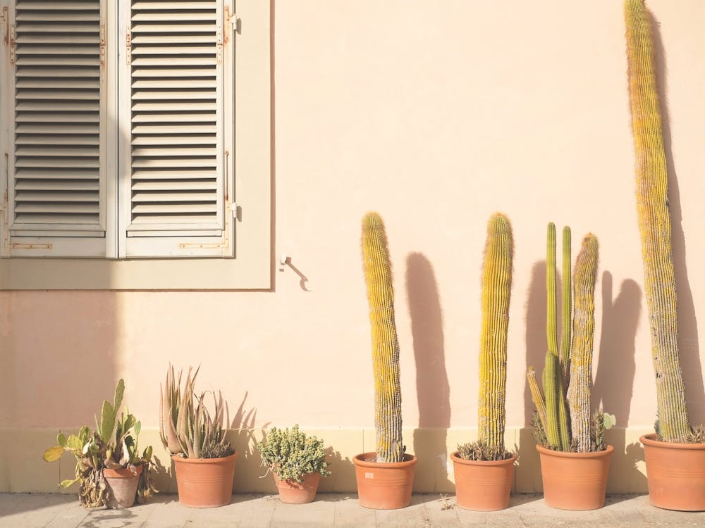 Florence, Italy | Lumière de coucher de soleil en Toscane sur mur de cactus avec esthétique estivale jaune orangé pastel pour photographie d'art minimaliste rétro vintage avec appareil photo argentique à Rome Naples ou Venice