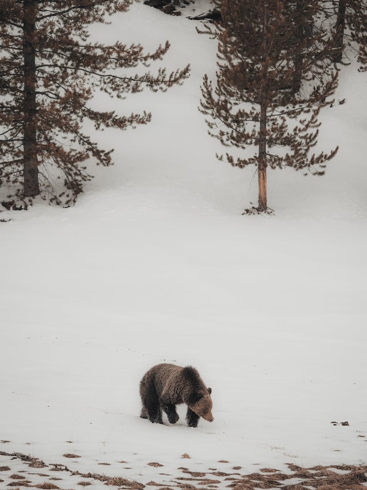 Winter Grizzly Bear