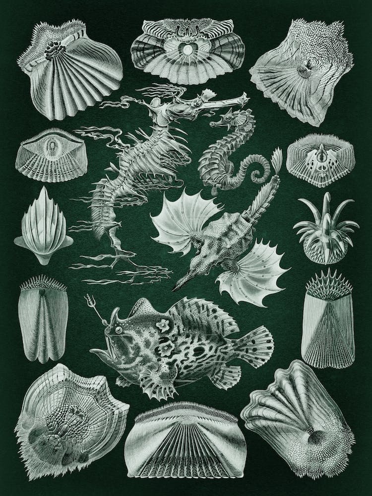 Vintage Haeckel 8 Tafel 87 Knochenfische