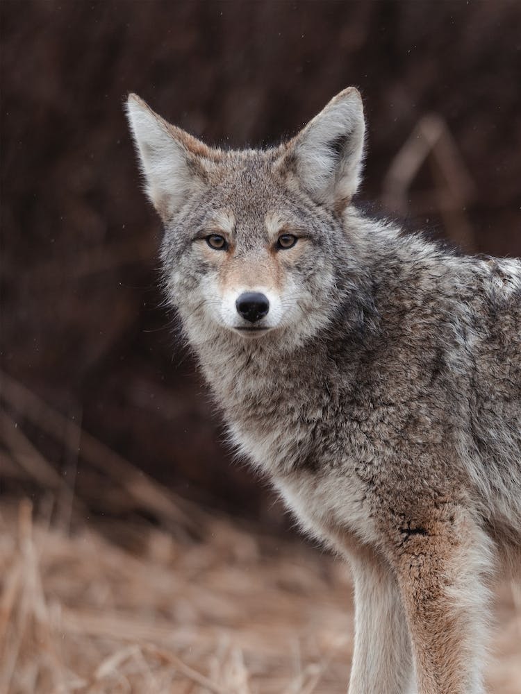 Coyote Profile
