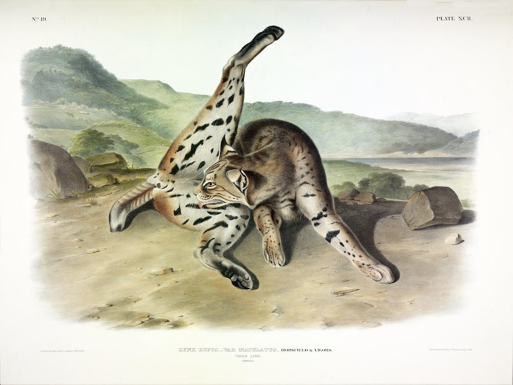 Texan Lynx, John James Audubon