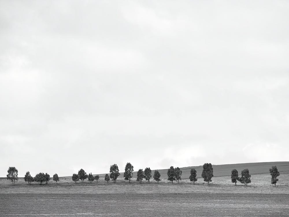 Tree Towers On The Line