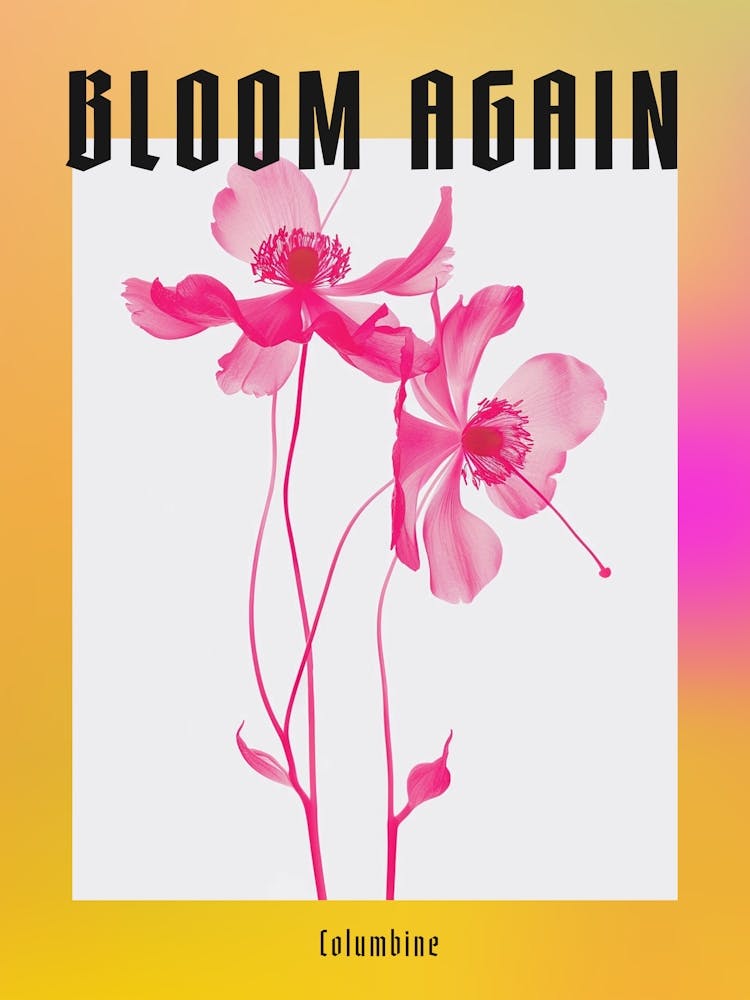 Ancolie Rose Vif 2 Affiche