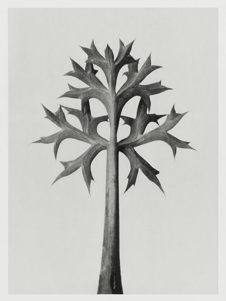 Mediterranean Sea Holly (1928), Karl Blossfeldt