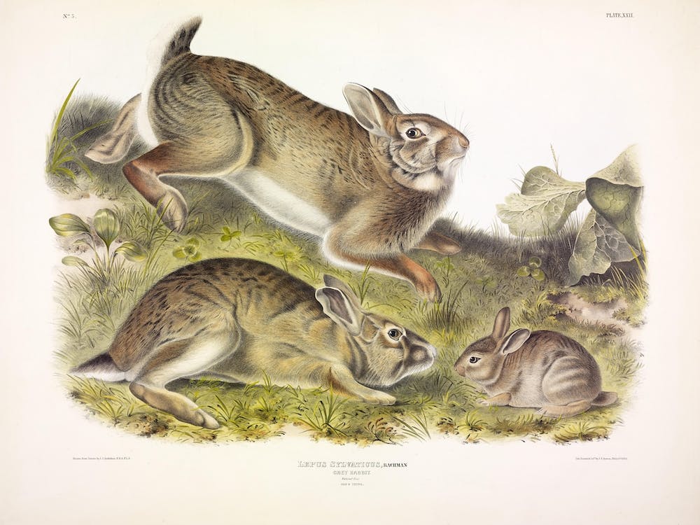  Grey Rabbit, John James Audubon