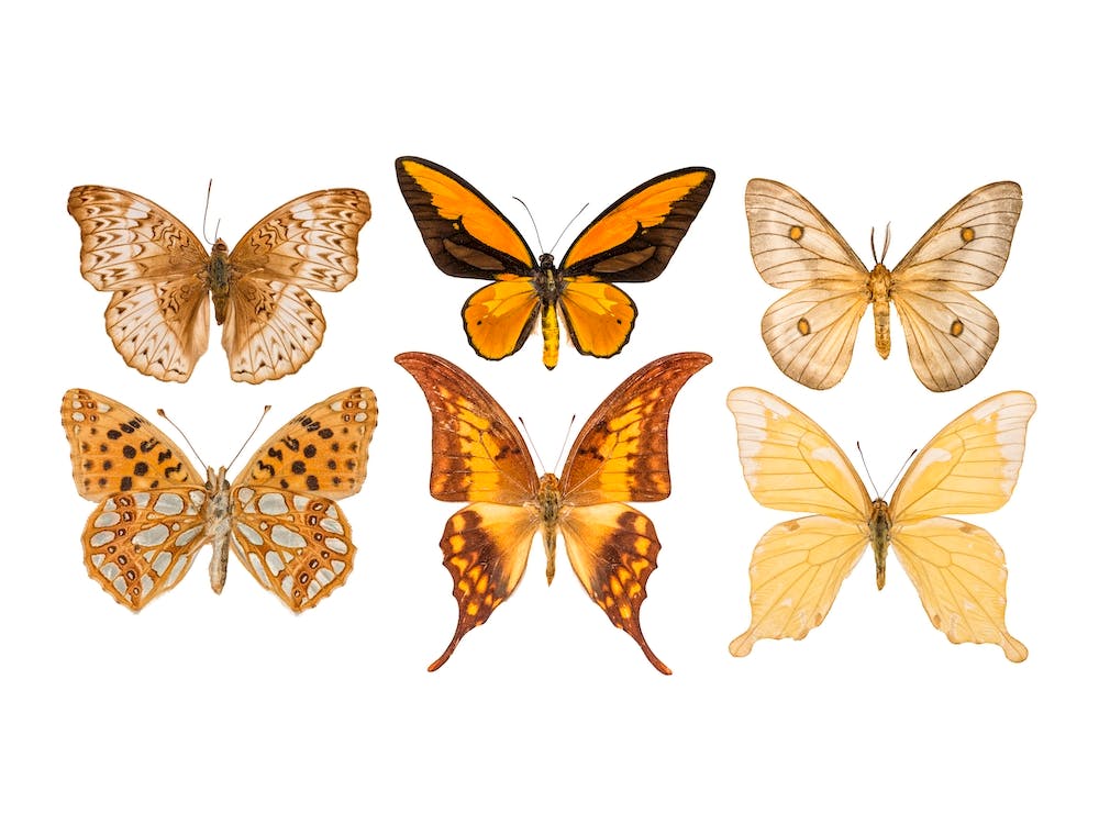 Collection Of Six Cream Colored Butterflies