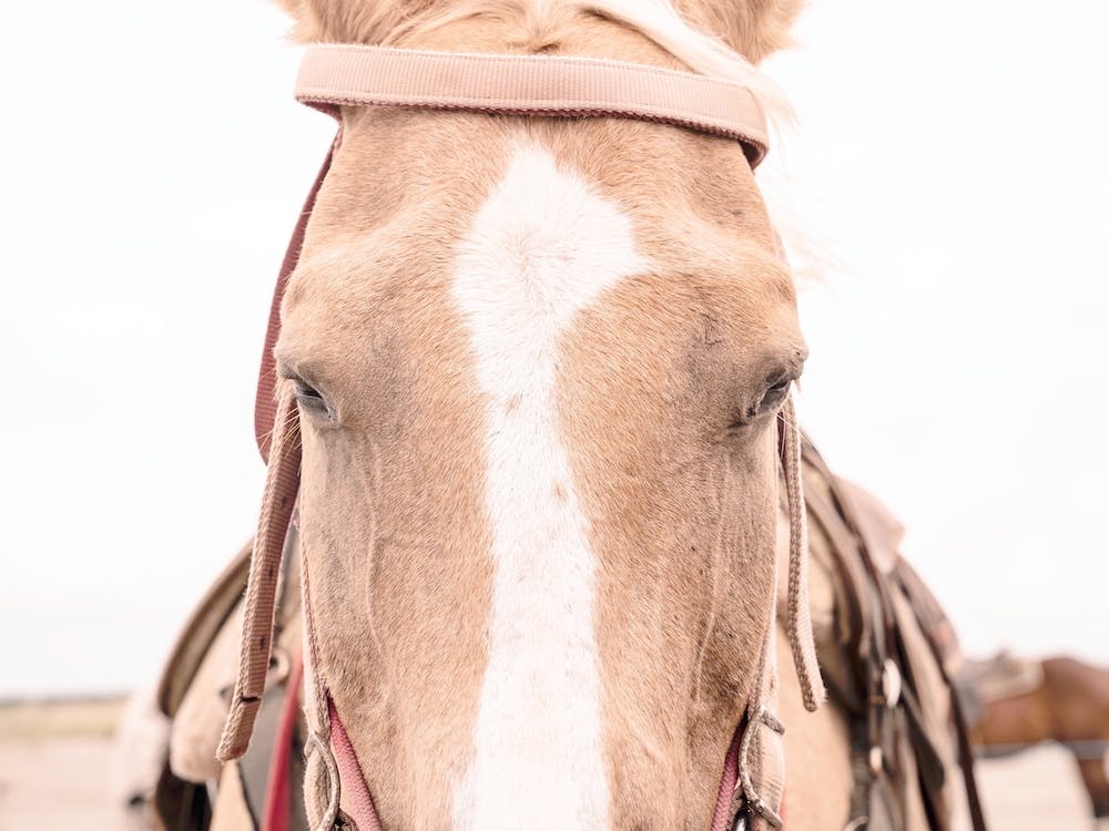Western-Pferdegeschirr