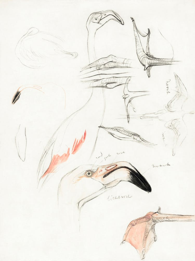 Studies Of A Flamingo (1873–1917), Theo Van Hoytema