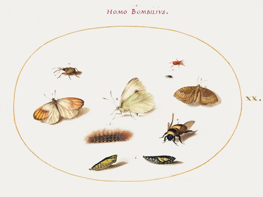 Three Butterflies, A Caterpillar, A Bee, Two Chrysalides, And Three Weevils (1575–1580), Joris Hoefnagel