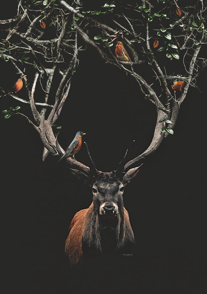 Buck