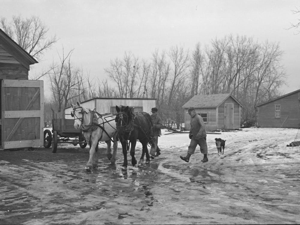 Taking Horses To The Barn, Roy Merriot Farm Near Estherville, Iowa By Russell Lee