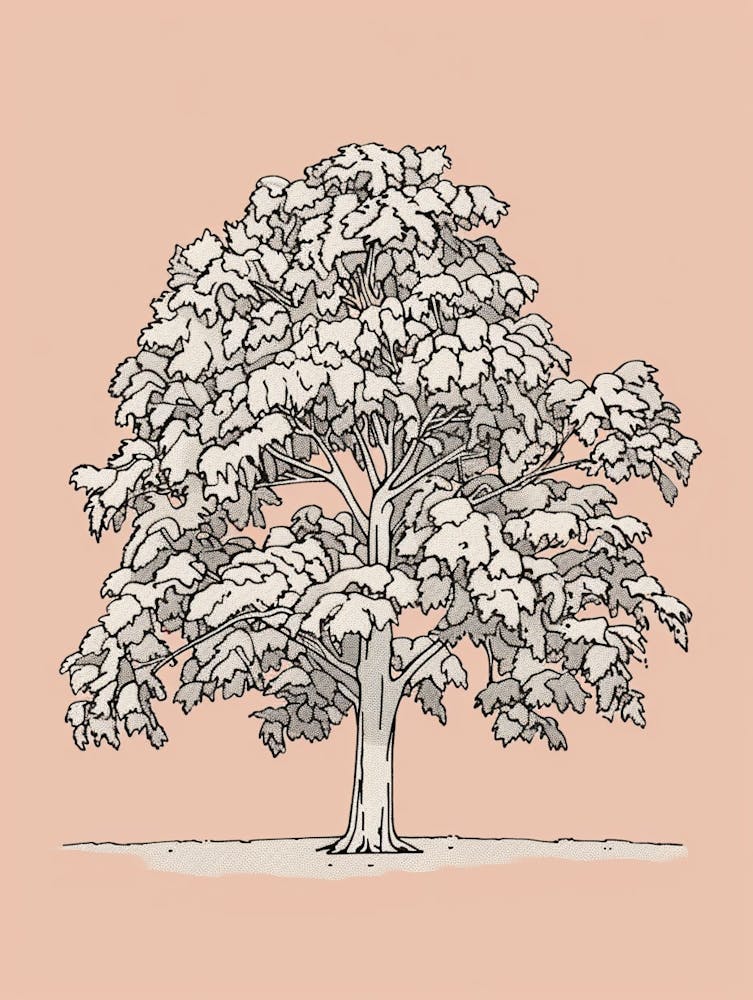 Pecan Tree Minimalistic Drawing 2