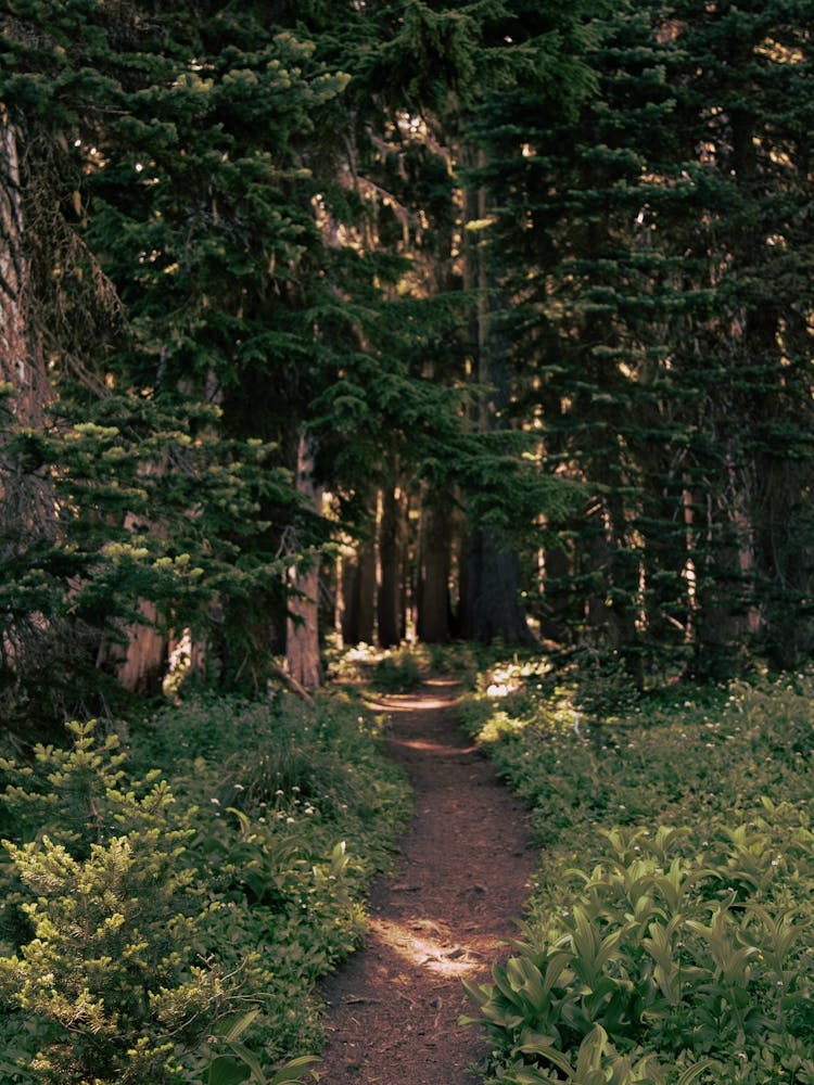 Dreamy Path