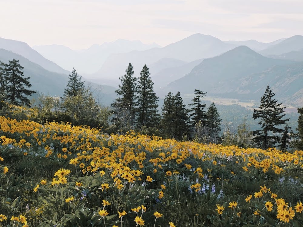 Mountain Flower Meadow