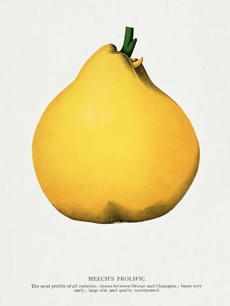 Vintage Botanical _2697921