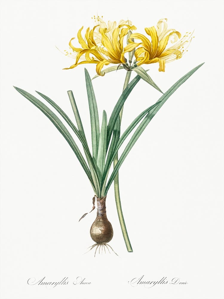 Golden Hurricane Lily, Pierre Joseph Redoute