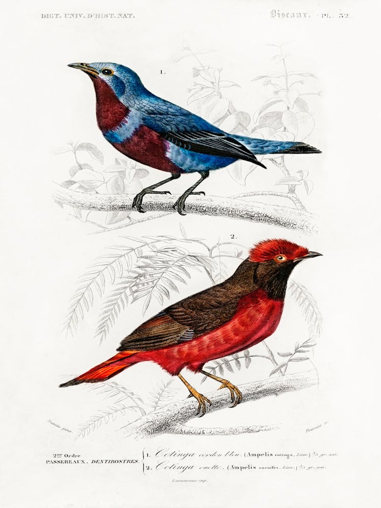 Different Types Of Birds, Charles Dessalines D'Orbigny 28