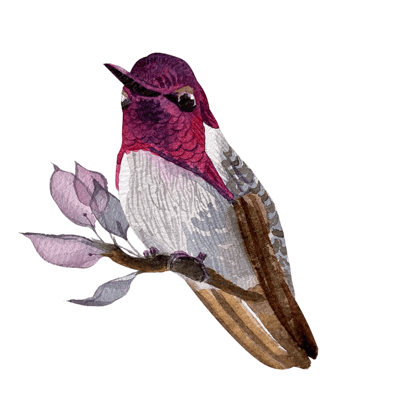 Hummingbird 6