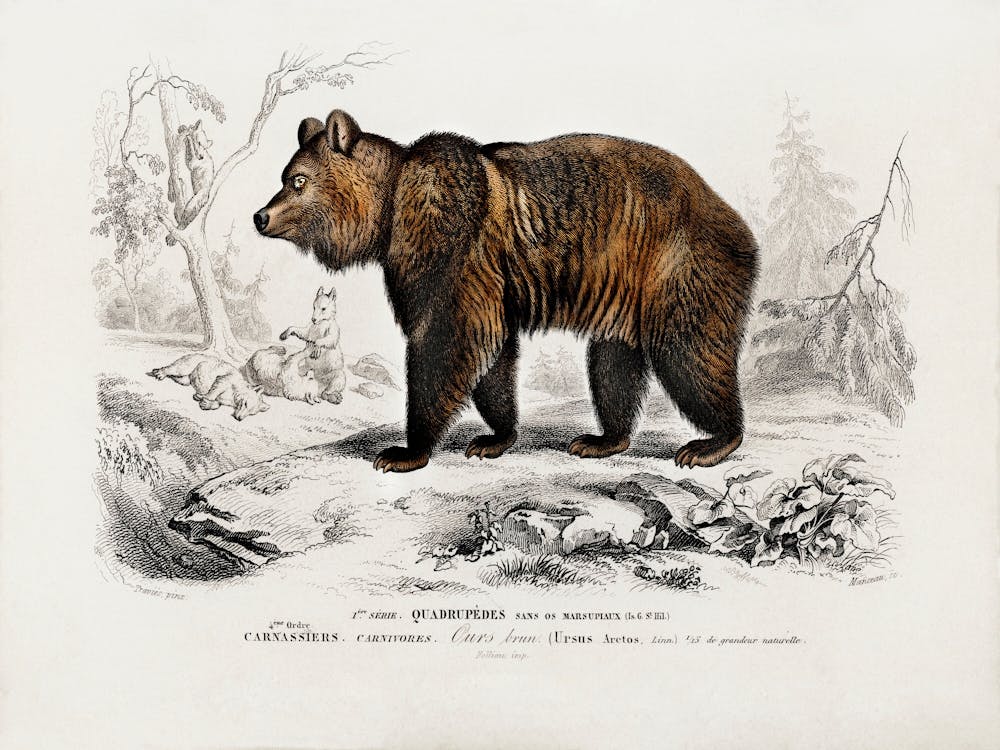 Brown Bear (Ursus Arctos), Charles Dessalines D'Orbigny