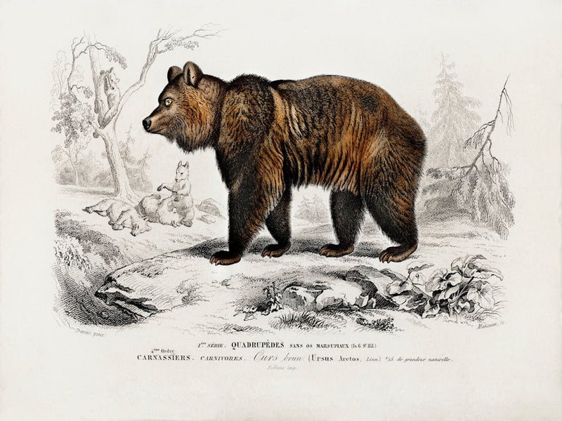 Brown Bear (Ursus Arctos), Charles Dessalines D'Orbigny