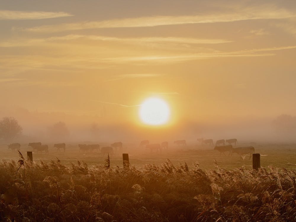 Sonnenaufgang und die Kühe