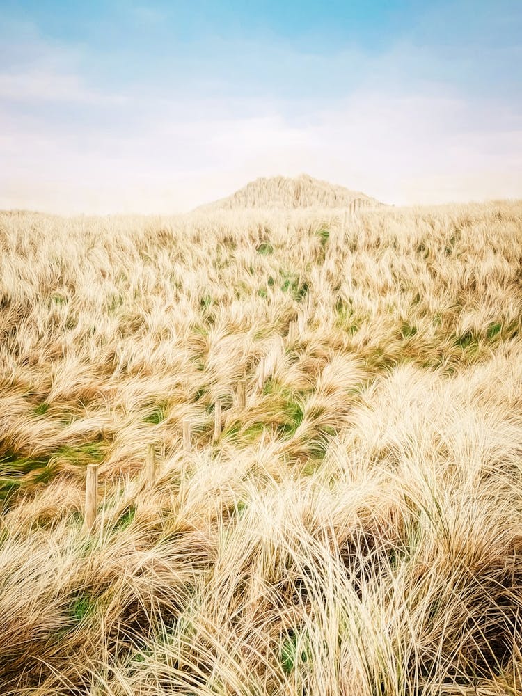 Sand Dune And Beach Fence
