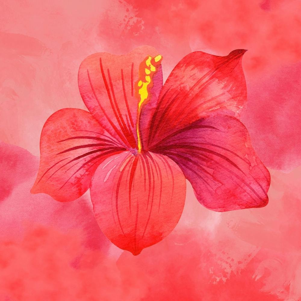 Red Hibiscus Flower 1
