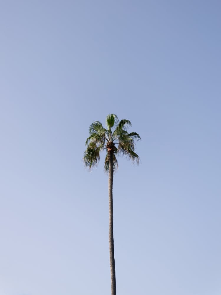 Palm tree, clear sky, Tenerife, Canary Islands