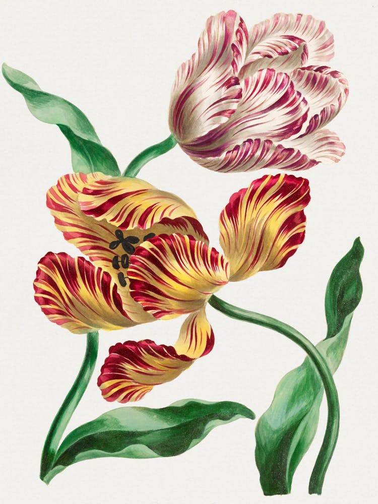 Tulips 4