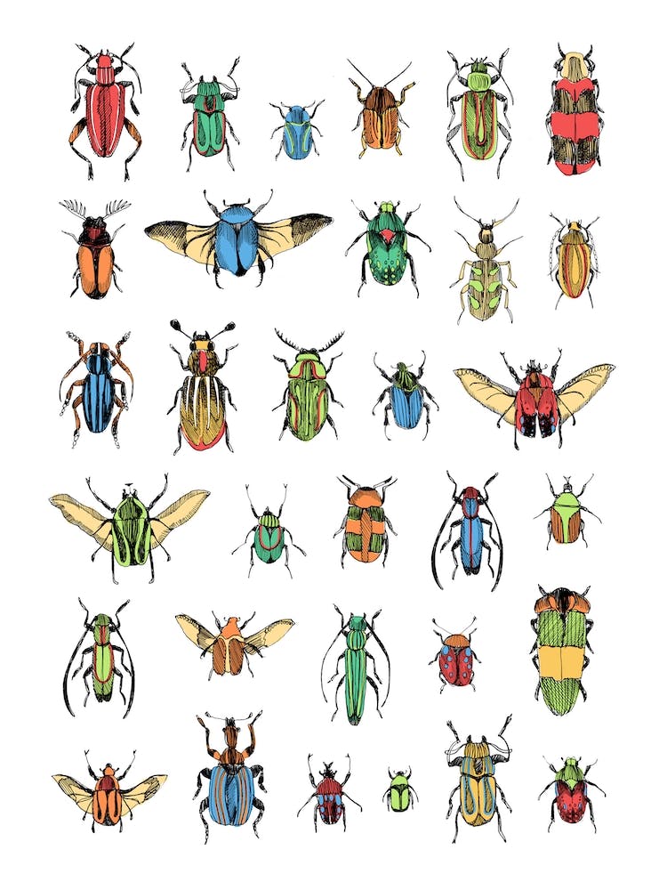 Beetles