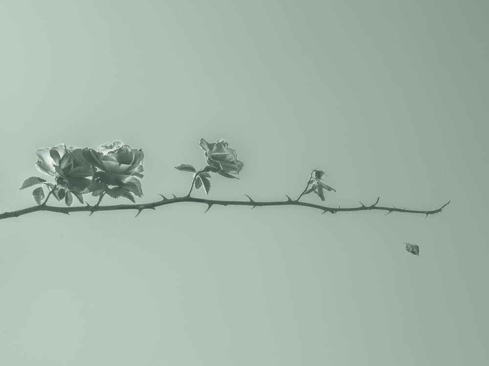 Life. Roses On A Branch With Thorns. Monochrome. Minimalism