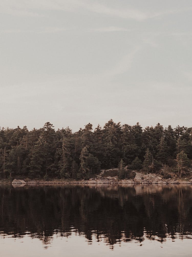 Rustic Forest Along Lake
