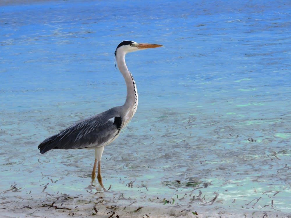 Heron On The Beach Blue Water Ocean