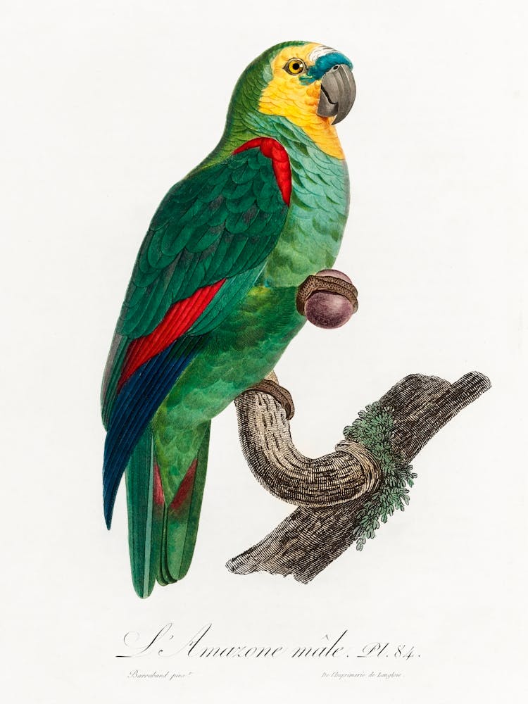 The Turquoise Fronted Amazon, (Amazona Aestiva) From Natural History Of Parrots, Francois Levaillant 1