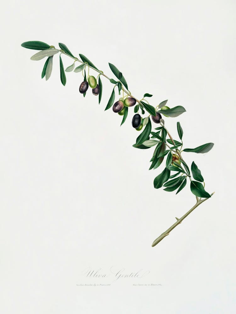 Olives (Olea Sativa Italica) From Pomona Italiana (1817 1839), Giorgio Gallesio