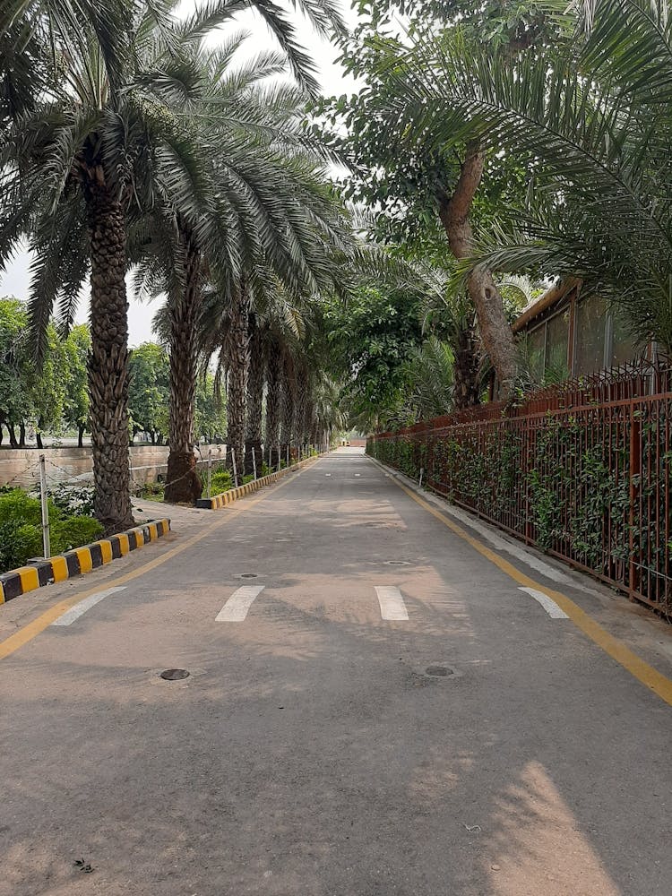 Palm Trees On A Road