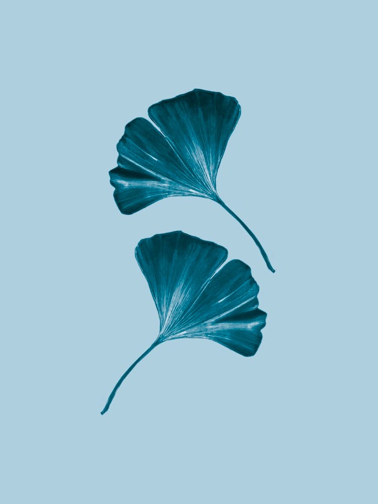 Ginko Blau Handgezeichnet