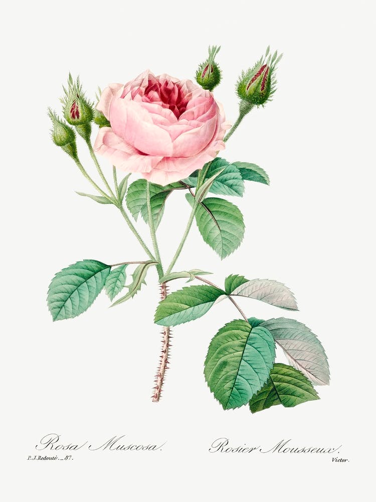 Cabbage Rose, Pierre Joseph Redoute 1