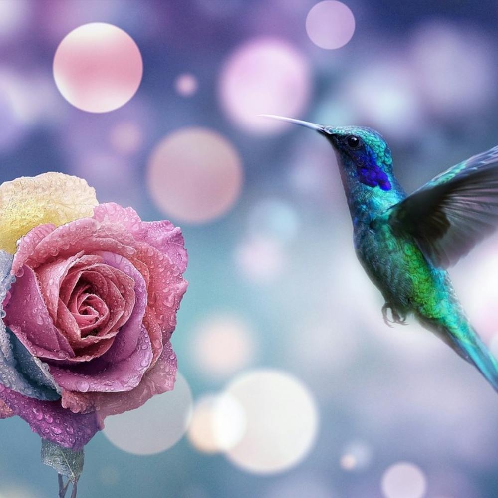 Kolibri Und Rose
