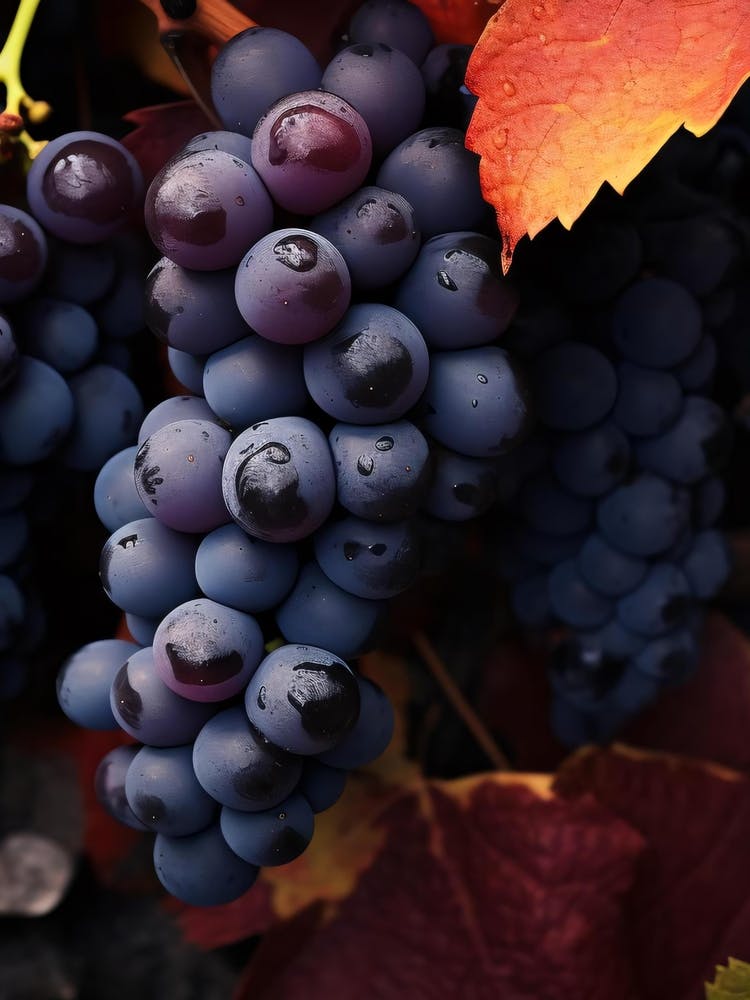 Black Grapes 1