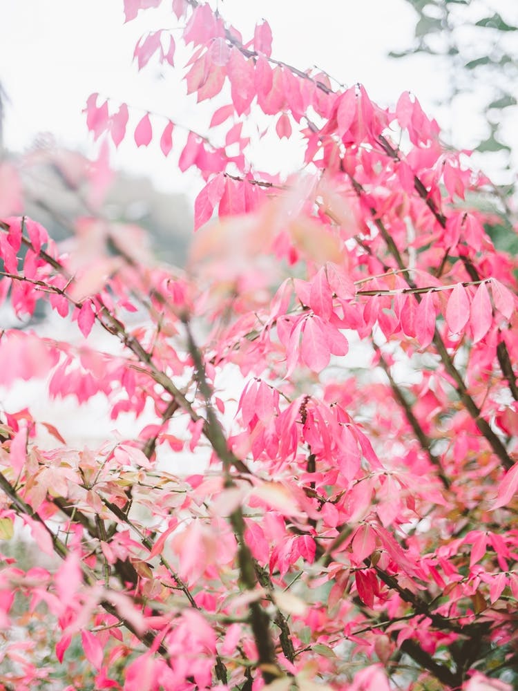 Pink Fall Tree