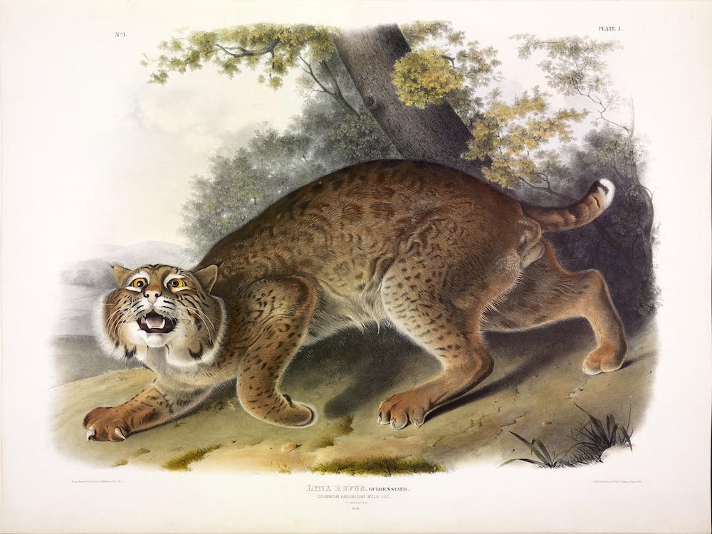 Lynx Rufus, John James Audubon