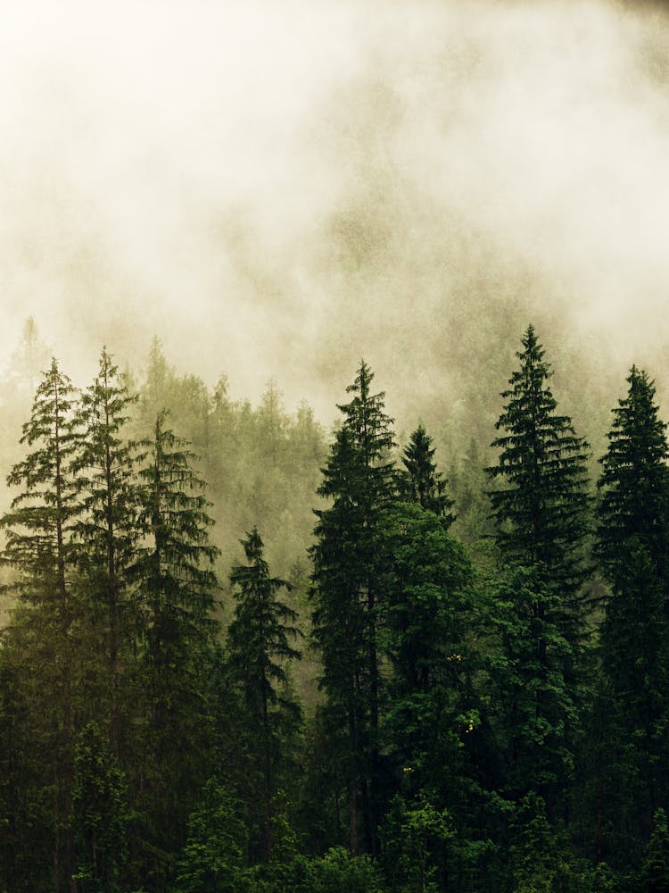 Nebliger Wald 1