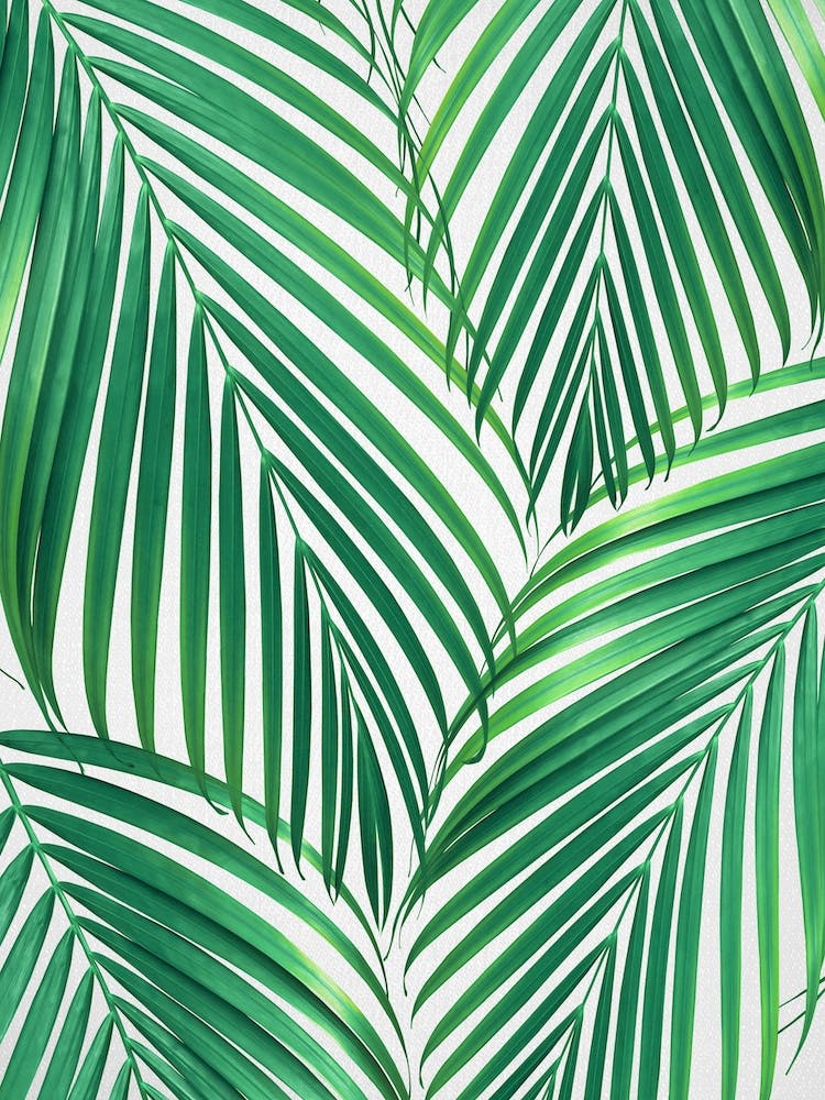 Palm Leaves