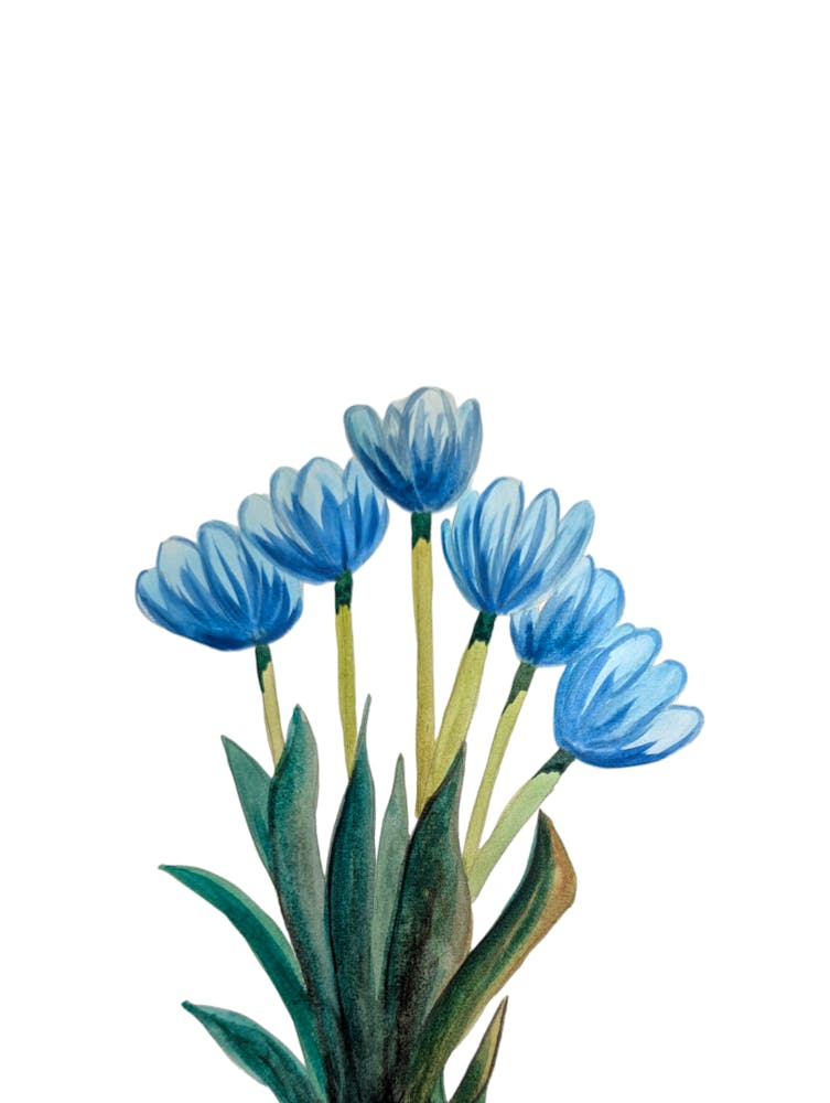 Blue Tulips Flowers Watercolour Illustration Botanical 1