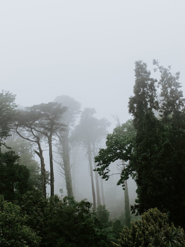 Trees in the park of the National Palace of Pena, Sintra