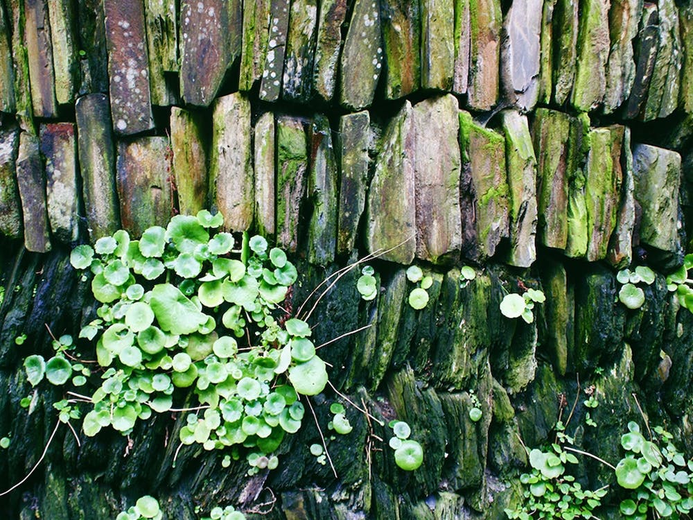 Leben zwischen Steinen